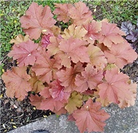 86b5be62-P1010185 a.jpg